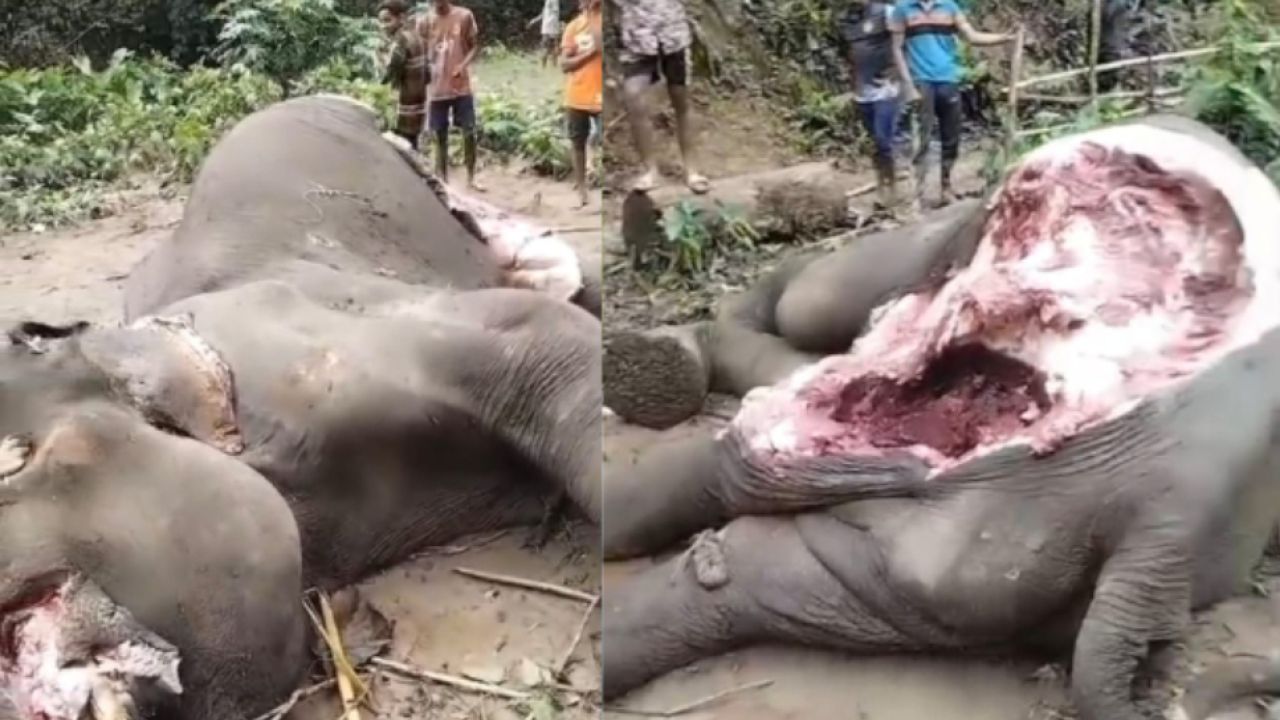রাঙামাটিতে মৃত হাতির দেহাংশ কেটে নিল দুবৃর্ত্তরা, উদাসীন বন বিভাগ