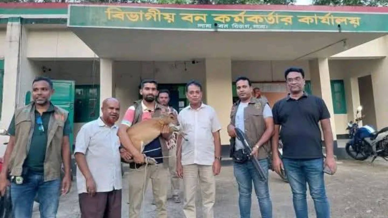 লামায় মায়া হরিণ উদ্ধার